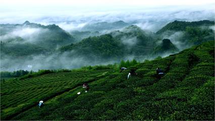 絲綢之路引領黔茶出山，貴定云霧貢茶落腳絲路起點